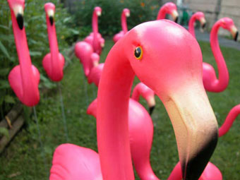 pink_flamingo2