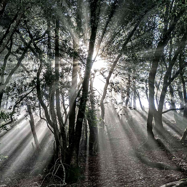 Photographing the New North Sonoma Mountain Regional Park