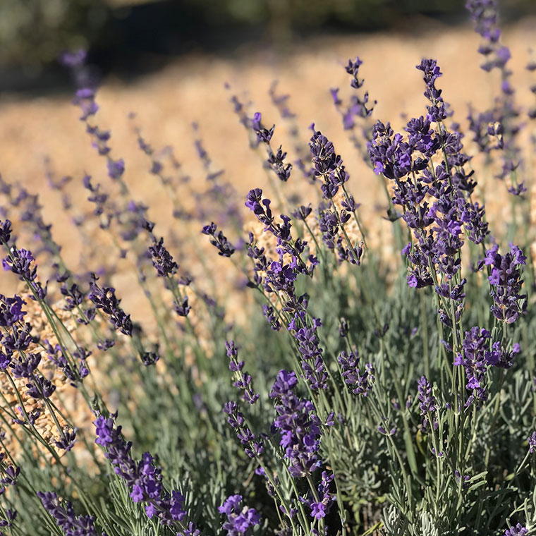 Bees + Blooms + Food = Fun