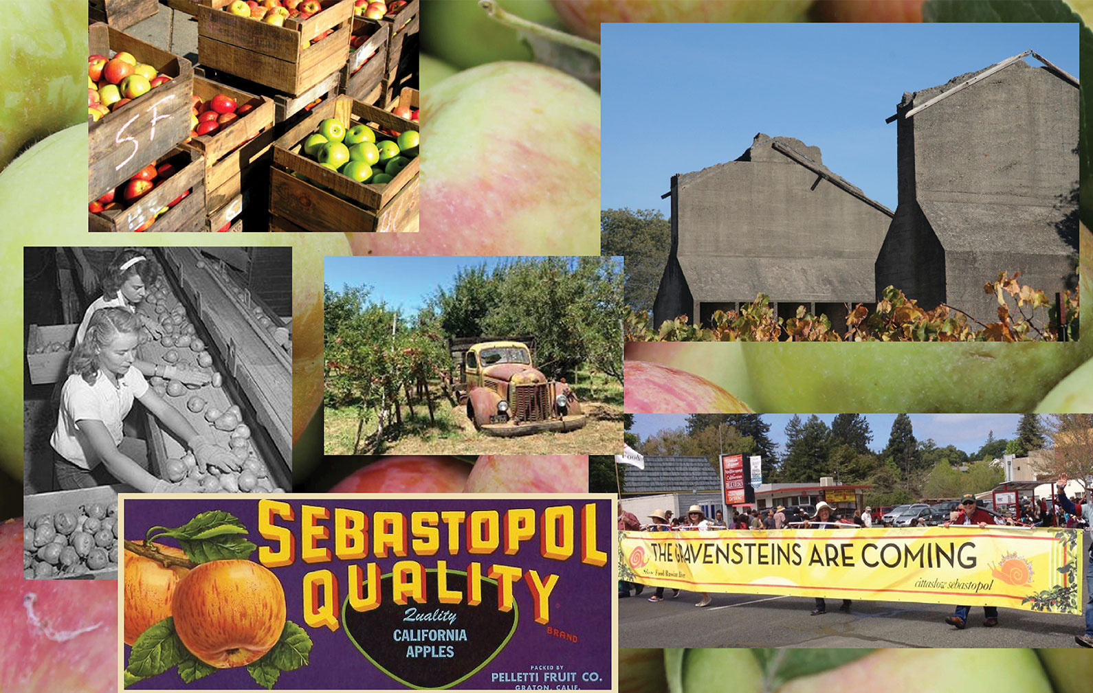 Montage of images that show the history of apple industry in Sebastopol California