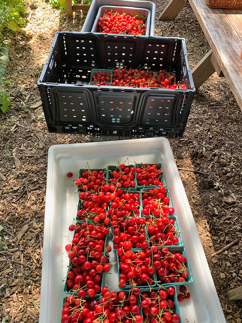 Close up photo of cherries picked for Food for Thought Food Bank