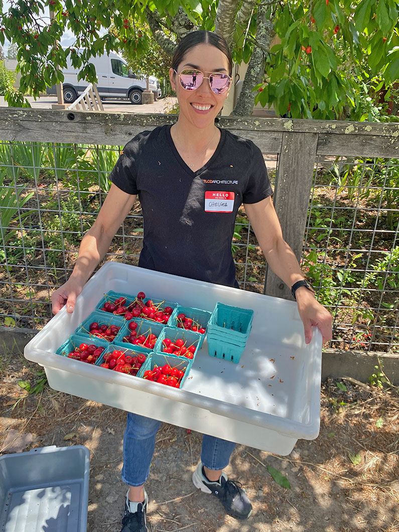 Chelsea Hamada Principal at TLCD helping with cherry harvesting