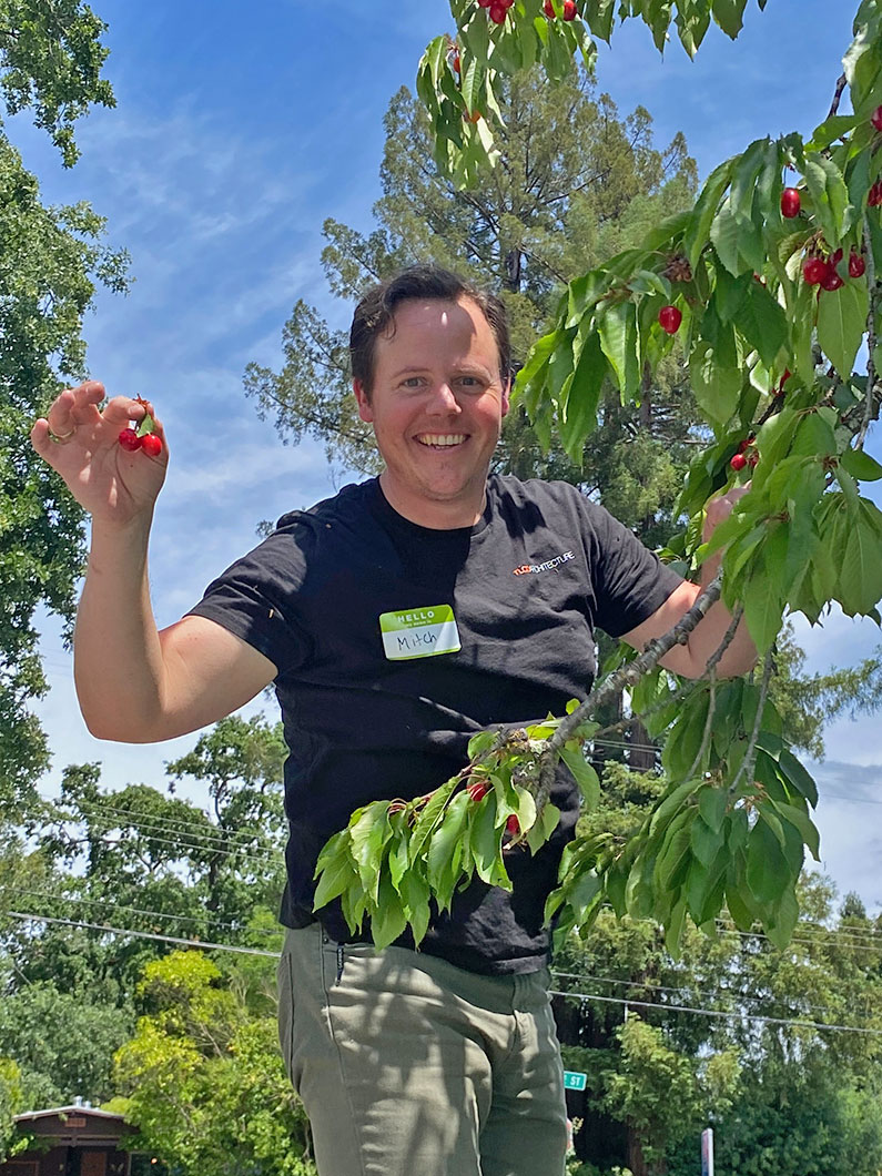 Man on ladder picking cherries