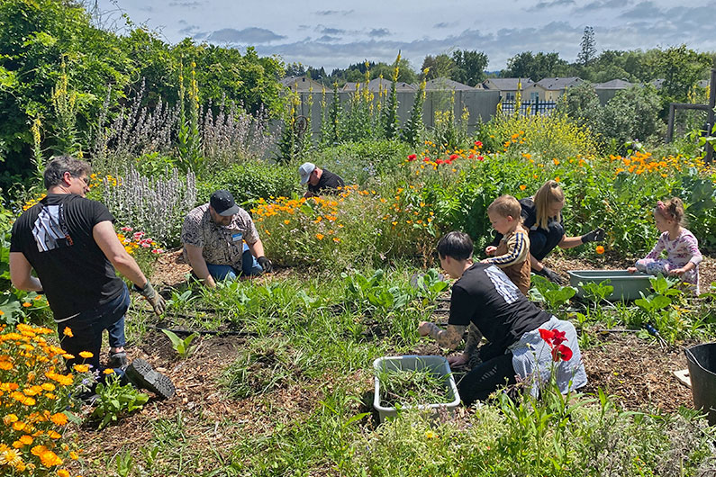 Several adults and kids picking weeds in garden