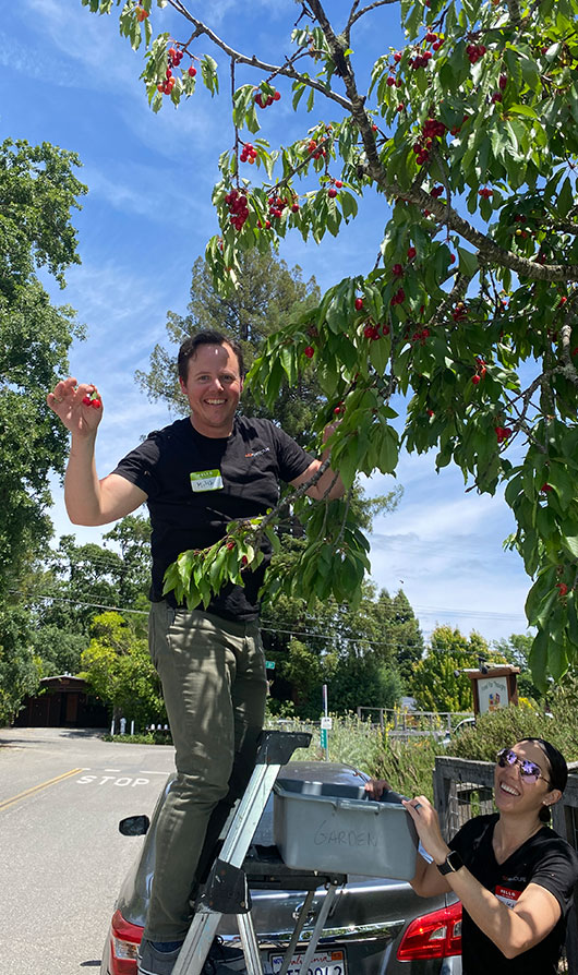 Man and woman picking cherries at Food For Thought in Forestville, CA